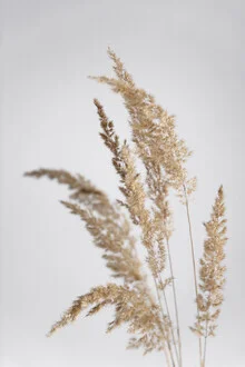 Photo art by Studio Na.hili: golden pampas grass in soft beige tones