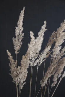 Photo art by Studio Na.hili: soft pampas grass in the dark.