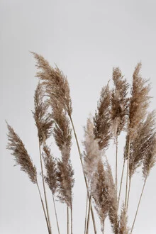 Pampas grass swaying in the wind, soft motion and natural color tones
