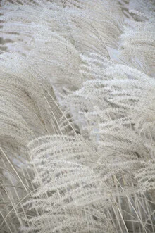 Photo art with soft beige and white tones: pampas grass arranged in a calm manner
