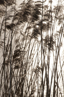 Studio Na.hili, grasses in the golden SUNSET (Deutschland, Europa)