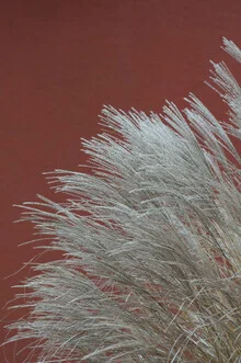 Fotokunst von Studio Na.hili: sanfte Gräser im Wind vor terrakottafarbigem Hintergrund