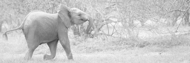 Fotokunst von Dennis Wehrmann: Elefant in der Natur Zambias, sanfte Farben und ruhige Stimmung