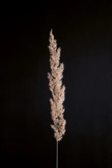 Minimalist photo art featuring pampas grass against a black background.