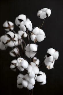 Photo art featuring dried flowers in soft colors and minimal style