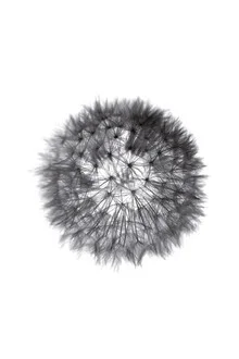 Photo art by Studio Na.hili: stylish depiction of a dandelion flower