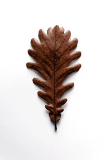 Photo art by Studio Na.hili: graphic oak leaf in soft colors