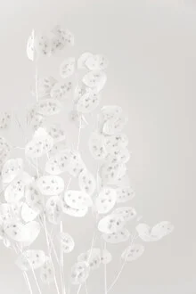 Photo art featuring white confetti flowers in soft colors and harmonious arrangement.