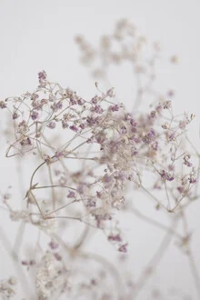 Photo art by Studio Na.hili: blooming plants in a field under gentle light
