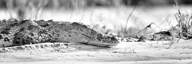 Crocodile in its natural habitat, calm mood by the Zambezi River in Zambia.