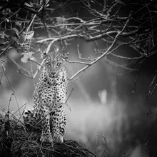 Photo art by Dennis Wehrmann: leopard in the African wilderness