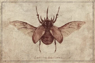 Illustration of Eupatorus Gracilicornis: detailed insect in soft colors.