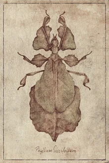 Illustration by Mike Koubou: Phyllium Siccifolium in soft colors