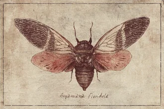 Illustration by Mike Koubou: detailed depiction of a butterfly species