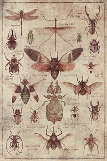 Mike Koubou, Insects (Griechenland, Europa)