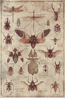 Mike Koubou, Insects - Greece, Europe)