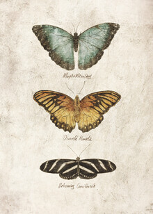 Mike Koubou, Butterflies I (Griechenland, Europa)