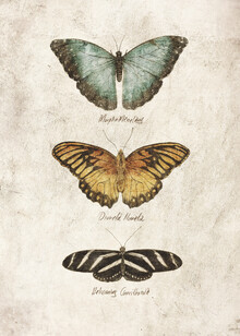 Mike Koubou, Butterflies I - Greece, Europe)