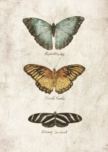 Illustration of butterflies in soft colors, conveying a calm mood.