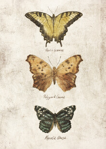Mike Koubou, Butterflies II - Greece, Europe)