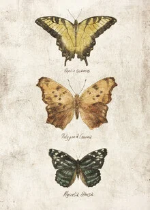Illustration of butterflies in soft colors with fine details.