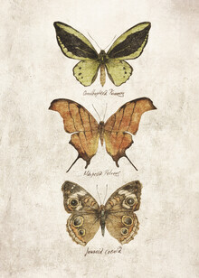 Mike Koubou, Butterflies III (Griechenland, Europa)