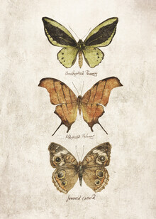 Mike Koubou, Butterflies III - Greece, Europe)