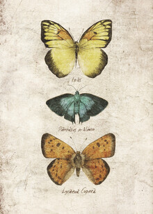 Mike Koubou, butterflies IV - Greece, Europe)
