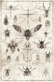 Mike Koubou, Insects II - Greece, Europe)