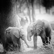 Photo art by Dennis Wehrmann: elephant in the wilds of Zambia