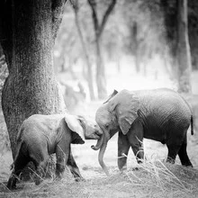 Photo art by Dennis Wehrmann: elephant in Lower Zambezi, soft colors and calm mood