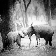 Photo art by Dennis Wehrmann: elephant in its natural habitat in Zambia