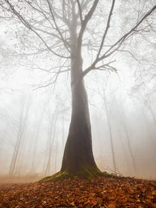 Mystic tree in autumn forest - Fineart photography by Jan Becke