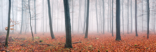 Jan Becke, Morning fog in the forest (Germany, Europe)