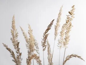 Fotokunst mit goldenem Pampasgras vor unscharfem Hintergrund