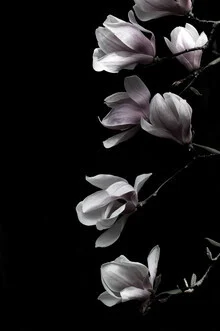 Photo art by Studio Na.hili: Magnolia blossom on a black background