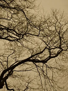 Abstract branches during golden hour, soft colors and harmonious composition.