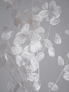 Fotokunst von Studio Na.hili: getrocknete Blumen in sanftem Licht