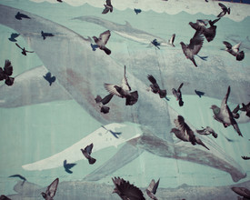 Erin Kao, Pigeons + Whales (Vereinigte Staaten, Nordamerika)