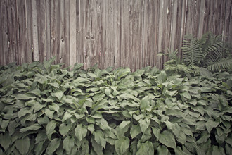 Erin Kao, Suburbs (Bermuda, North America)