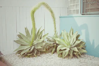 Photo art by Erin Kao: soft pastel colors featuring California plants