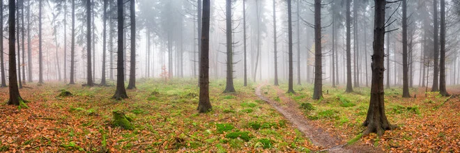 Forest panorama in autumn - Fineart photography by Jan Becke