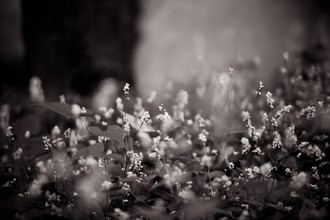 Erin Kao, Garden (China, Asia)