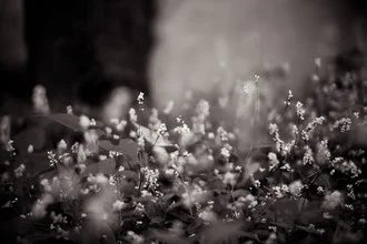 Photo art by Erin Kao: a tranquil garden with flowers in soft black-and-white tones.
