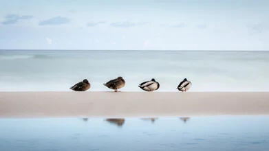 Ducks by the beach with reflective water and a blue sky