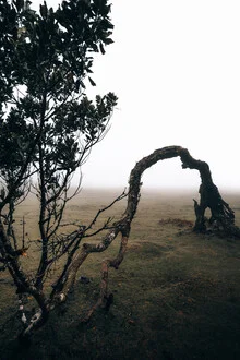Photo art by Sergej Antoni: foggy tree in Fanal, Portugal, with a calm atmosphere