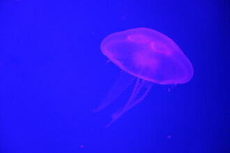 Tal Paz-fridman, At the aquarium #3