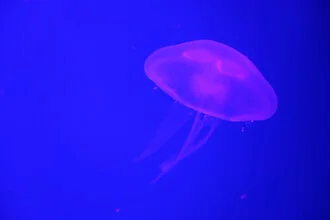 Captivating photo art by Tal Paz-fridman: glowing jellyfish in an aquarium