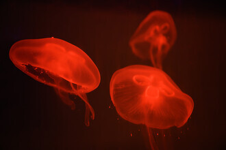 Tal Paz-fridman, At the aquarium #4