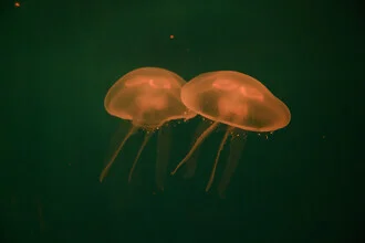 Photo art by Tal Paz-fridman: a peaceful view of glowing jellyfish in an aquarium